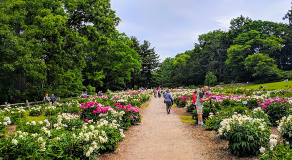 A Trip To This Neverending Peony Garden Near Detroit Will Make Your Spring Complete