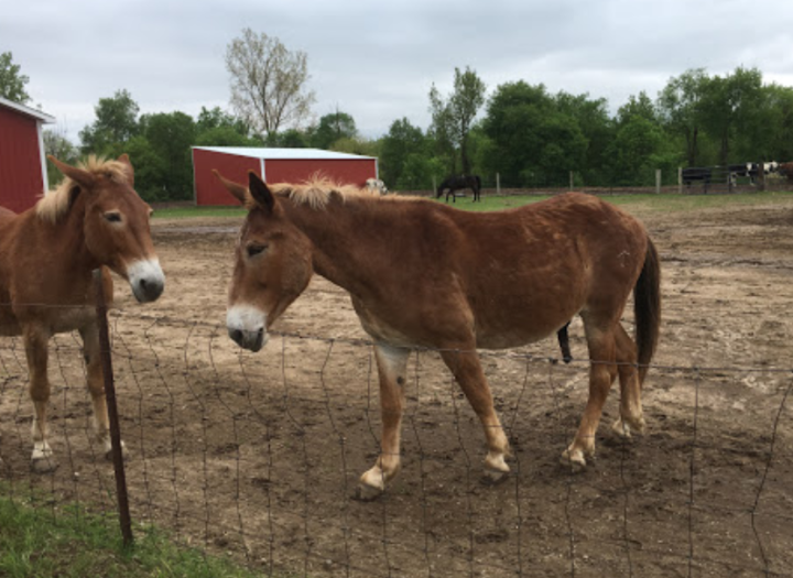 two horses at SASHA Farm Animal Sanctuary in Michigan