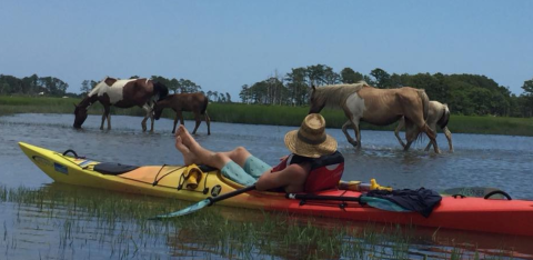 Paddle With Wild Island Ponies On This Unforgettable Kayak Tour In Virginia