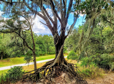 You Won’t Believe Your Eyes When You See These Trees From Edward Medard Conservation Park In Florida