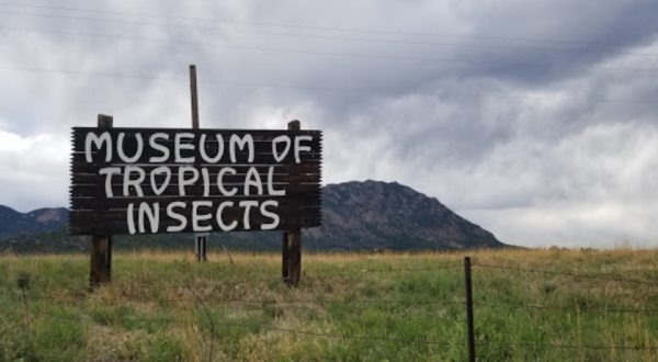 May’s Bug Museum Is Hands-Down Colorado’s Weirdest Road Side Attraction