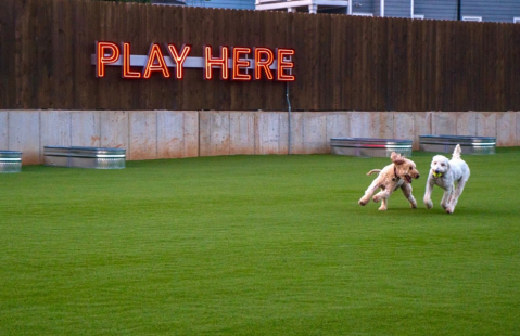 This New Dog Park And On-Site Bar May Just Be The Most Colorado Thing We Have Ever Seen 