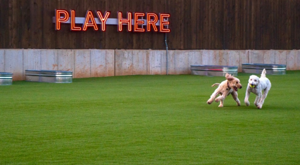 This New Dog Park And On-Site Bar May Just Be The Most Colorado Thing We Have Ever Seen 