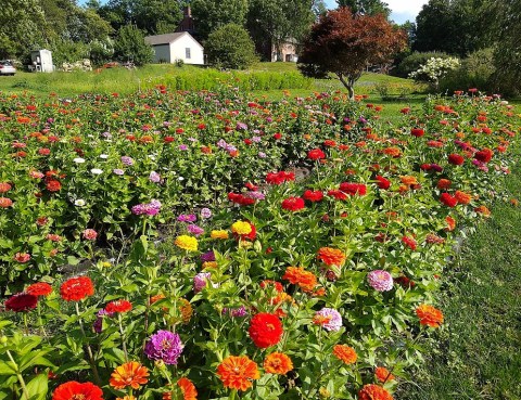 Pick Your Own Flowers At This Charming Farm Hiding In New Hampshire