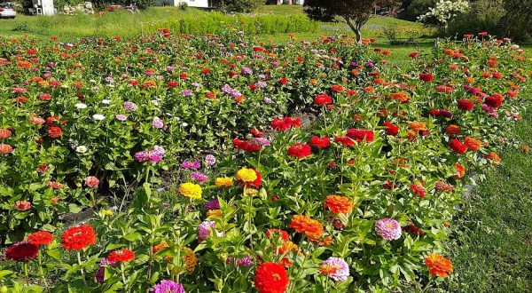 Pick Your Own Flowers At This Charming Farm Hiding In New Hampshire