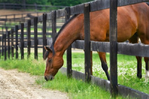Meet Retired Racehorses And Make New Friends On A Tour Of Old Friends At Cabin Creek In New York