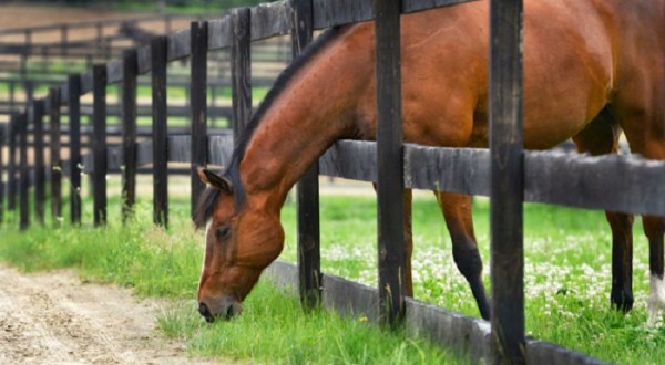 Meet Retired Racehorses And Make New Friends On A Tour Of Old Friends At Cabin Creek In New York