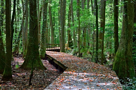 This Short And Sweet Boardwalk Trail In Alabama Will Take You Through Lots Of Beautiful Scenery