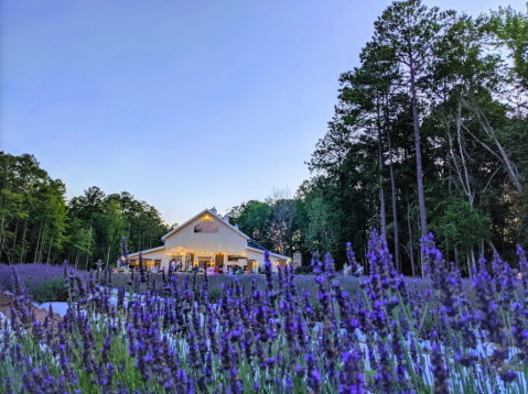 Get Lost In 4,000 Beautiful Lavender Plants At Lavender Oaks Farm In North Carolina