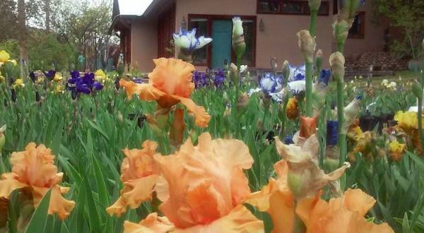 You Can’t Pass Up A Trip To The Colorful And Photo-Worthy Hondo Iris Farm In New Mexico