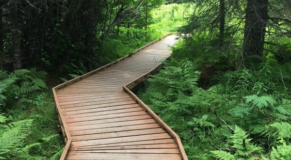 Greet Summer’s Arrival On The Easy Dogwood Loop Boardwalk Trail In Alaska
