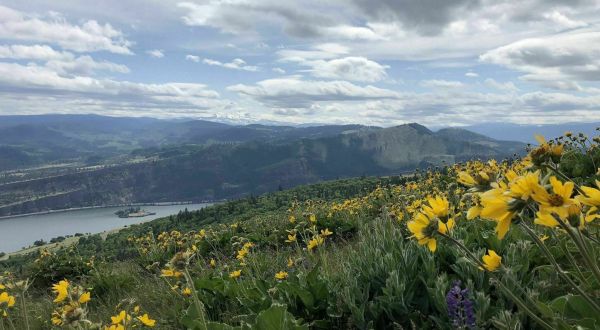 Breathtaking Views And Abundant Wildflowers Await You On The Coyote Wall Loop Trail In Washington