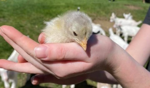 You'll Never Forget A Visit To The Friendly Farm, A One-Of-A-Kind Farm Filled With Baby Chicks In New Hampshire