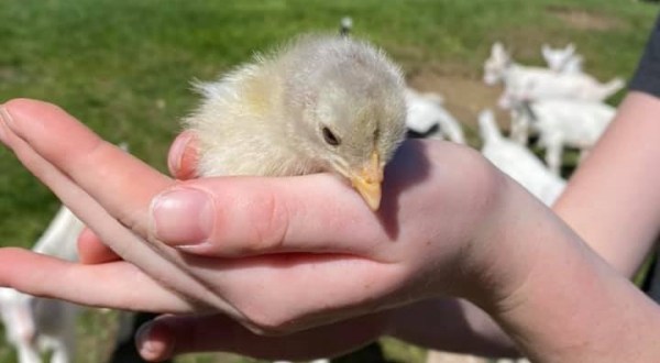 You’ll Never Forget A Visit To The Friendly Farm, A One-Of-A-Kind Farm Filled With Baby Chicks In New Hampshire