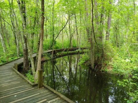 Abbotts Pond Is The Best Trail You've Never Heard Of In Delaware