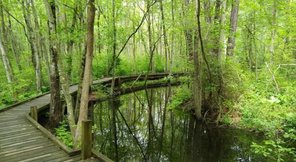 Abbotts Pond Is The Best Trail You’ve Never Heard Of In Delaware