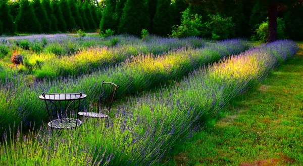 The Beautiful Lavender Farm Hiding In Plain Sight In Alabama That You Need To Visit