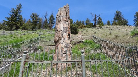 Wyoming's Petrified Tree Is One Of The Oldest Natural Wonders In America