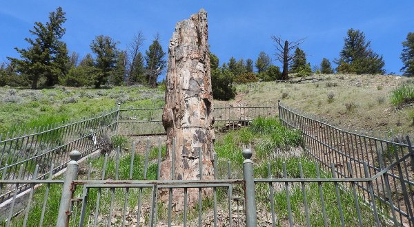 Wyoming’s Petrified Tree Is One Of The Oldest Natural Wonders In America