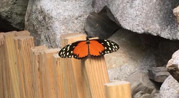 Spend A Magical Afternoon At York’s Wild Kingdom, Home Of Maine’s Largest Butterfly House