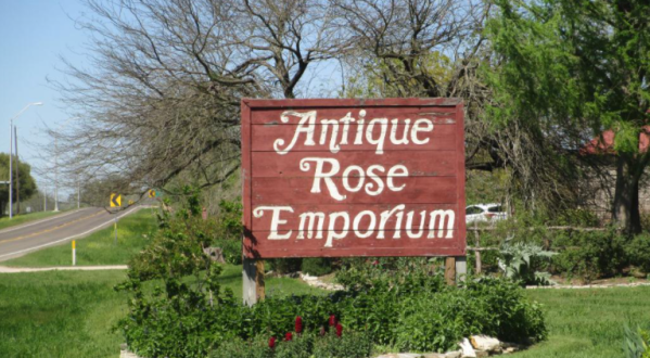 Frolic Through An 8-Acre Rose Garden At Antique Rose Emporium In Texas