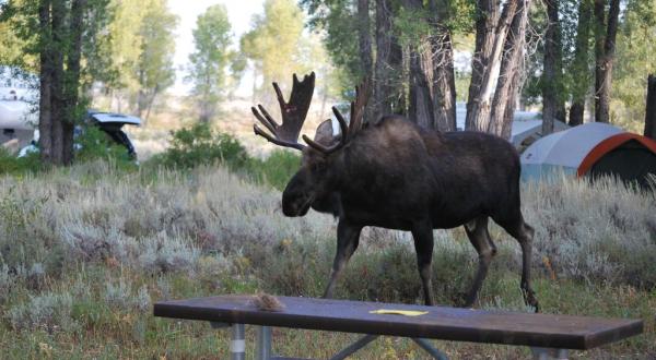 Sleep Among Towering Cottonwoods And Curious Moose At The Gros Ventre Campground In Wyoming