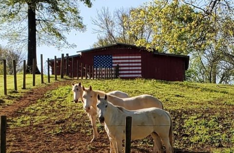 You'll Fall In Love With Your Surroundings Renting A Cabin At Horseshoe Hills Ranch In Louisiana