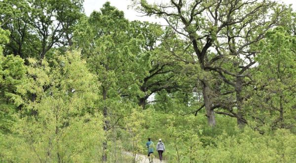 This Easy Loop Trail Winds Through One Of Iowa’s Rare, Magnificent Oak Savannas