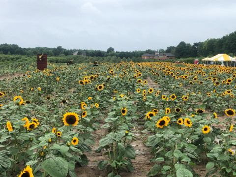 This Upcoming Sunflower Festival Near Detroit Will Make Your Summer Complete
