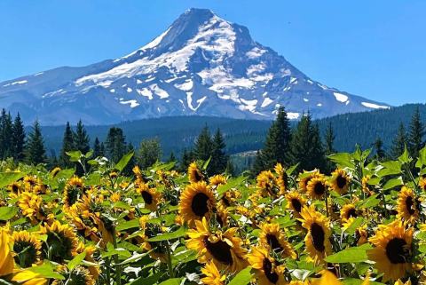 You'll Be Absolutely Delighted By The Endless Sunflower Fields At Mt. View Orchards In Oregon