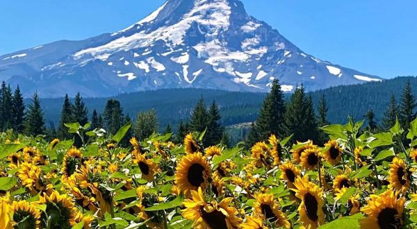 You’ll Be Absolutely Delighted By The Endless Sunflower Fields At Mt. View Orchards In Oregon