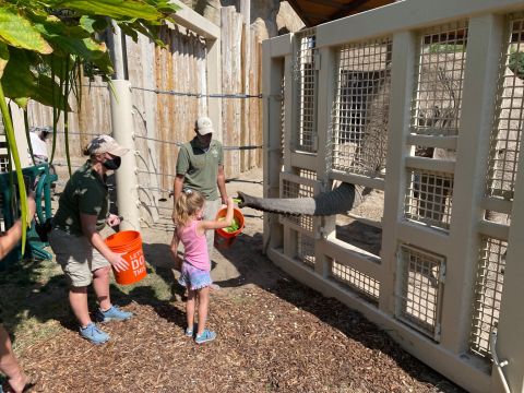 Walk On The Wild Side When You Feed An Elephant And Rhino At Utah's Hogle Zoo