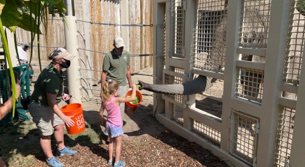 Walk On The Wild Side When You Feed An Elephant And Rhino At Utah’s Hogle Zoo