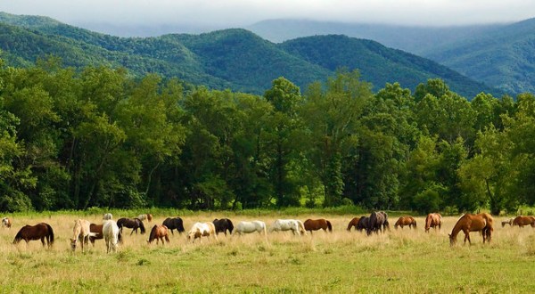 Hop In Your Car And Take The Cades Cove Loop For An Incredible 11-Mile Scenic Drive In Tennessee