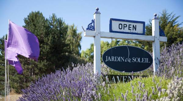 Get Lost In 10 Acres Of Beautiful Lavender Plants At Jardin du Soleil Lavender In Washington