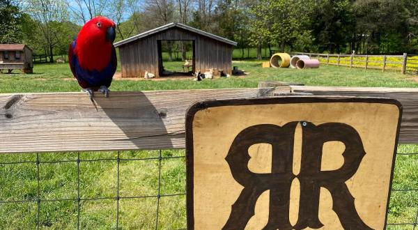 Tour North Carolina’s Rescue Ranch For Animal Encounters With Critters From A Variety Of Species