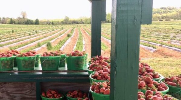 At Kelley’s Berry Farm Just Outside Of Nashville, You Can Pick Your Own Farm-Fresh Berries For Yourself