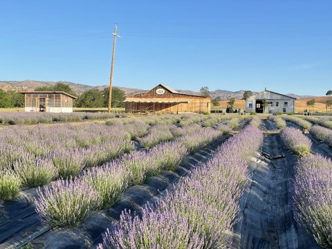 Enjoy Warm Scones With The Farm Tour At Capay Valley Lavender In Northern California