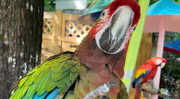 Feed And Pet Over 100 Different Kinds Of Parrots At Parrot Mountain In Tennessee