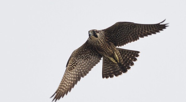 Aggressive Falcons Are Closing Some Of Colorado’s Most Popular Areas