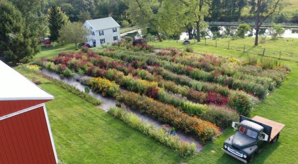 Visit Country Joy Flowers, A U-Pick Flower Farm In Pennsylvania