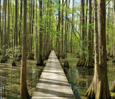The Trail At Chicot State Park Will Lead You On An Enchanting Journey Through The Wetlands Of Louisiana
