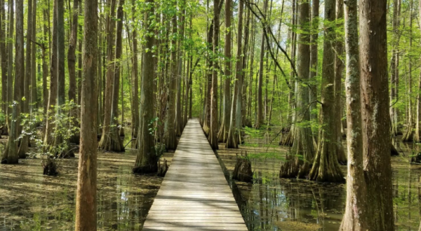 The Trail At Chicot State Park Will Lead You On An Enchanting Journey Through The Wetlands Of Louisiana