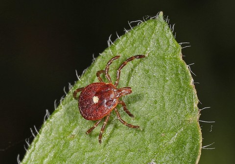 Watch Out, New York: More Ticks Than Usual Are Expected This Summer