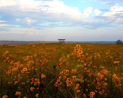 The Magnificent Morgan Hill Prairie Trail In Mississippi Will Lead You To A Hidden Overlook