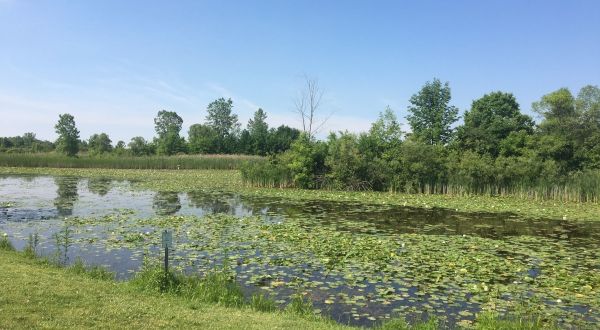 Wetland Garden Trail Near Detroit Leads To A Magnificent Hidden Oasis