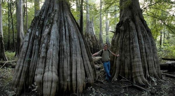Explore A South Carolina Forest With Some Giant Trees That Are Hundreds Of Years Old