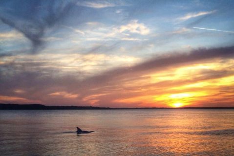 Take A One-Of-A-Kind Sunset And Fireworks Dolphin Tour In South Carolina