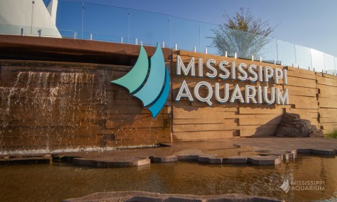 The Mississippi Aquarium Was Recently Named One Of The Nation's Best Attractions    
