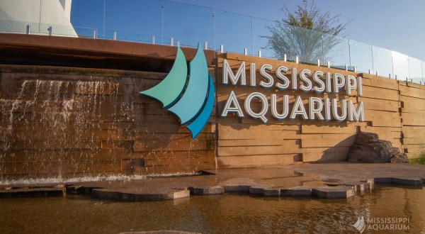 The Mississippi Aquarium Was Recently Named One Of The Nation’s Best Attractions    